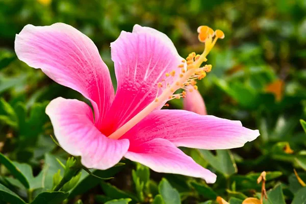 Successful Hibiscus with Seasol