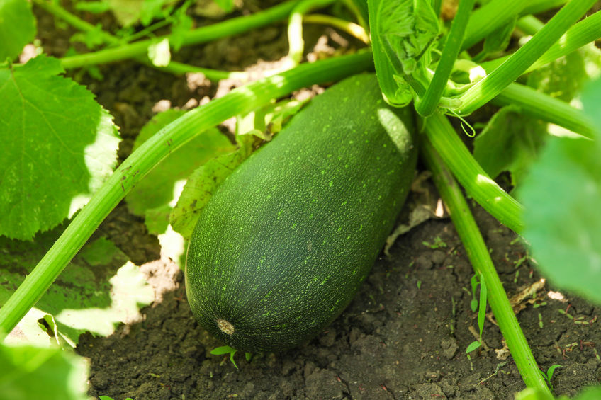 Green zucchini plant and fruit, close up Seven handy tips o how to grow tasty yummy zucchinis How to grow vegetables - zucchinis Handy Hints