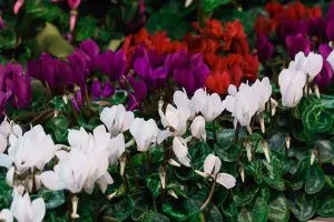 Cyclamen flowers in various colours promoting vibrant garden aesthetics and plant health