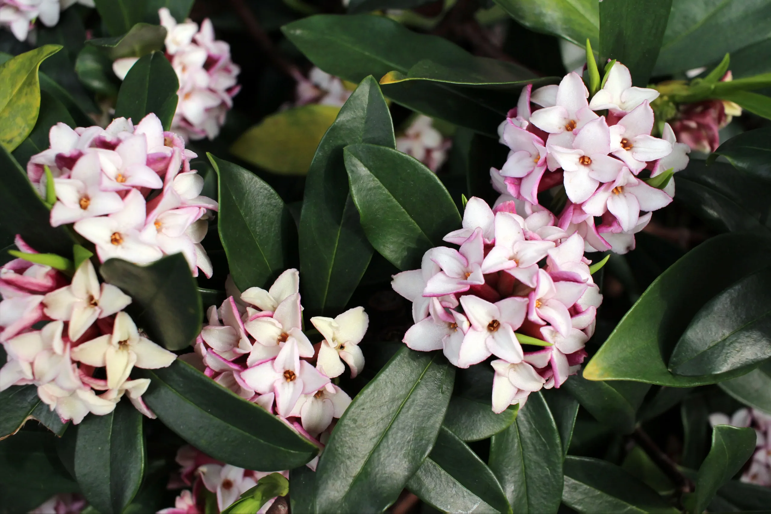 Close-up of Daphne 'Perfume Princess' flower clusters — rounded heads of white star-shaped flowers with pink-edged petals and deep pink buds, set against dark glossy green leaves.