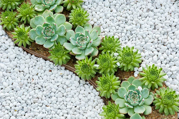 Growing Succulents Outdoors: Tips and Care Guide | Seasol