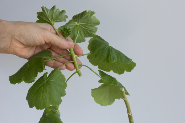 Your Garden in March – Cuttings Your Garden in March - Cuttings