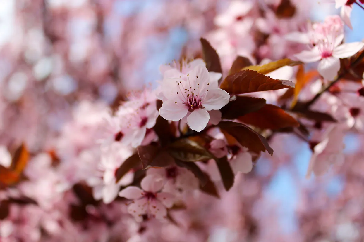 How to grow and look after flowering prunus ’for beautiful flowers and stunning foliage including soil, planting, and feeding