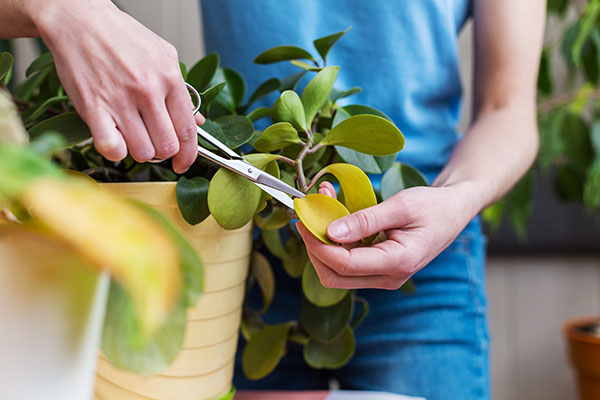 How To Care for Your Indoor Plants in Autumn for lush beautiful foliage including watering, light and humidity