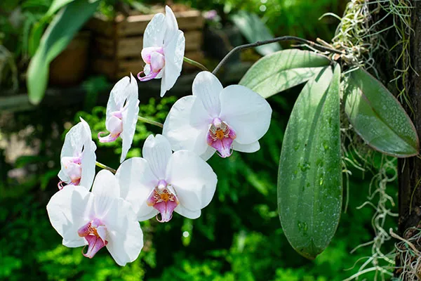 By following some simple tips, you will have a healthy phalaenopsis orchid for years to come.