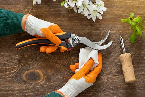 Firefly_83289e50-192a-421e-a900-513de7804328.website How to successfully prune roses for a brilliant spring and summer display including seasonal rose pruning guide.