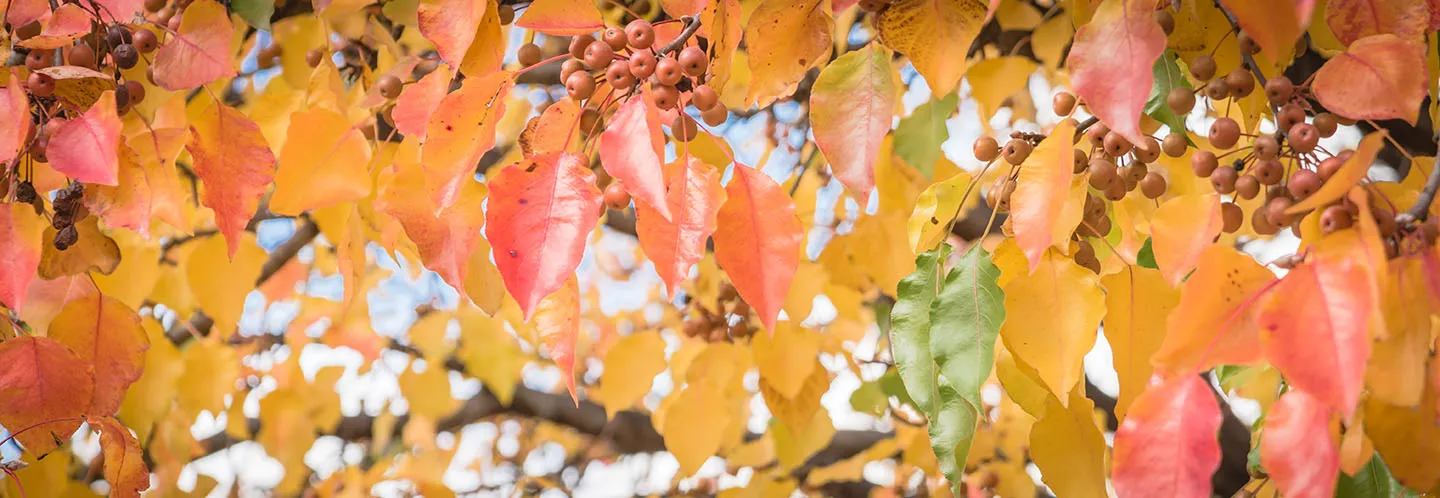 How to grow and look after ornamental pears (Pyrus calleryana) for a stunning foliage tree including soil, planting, and feeding