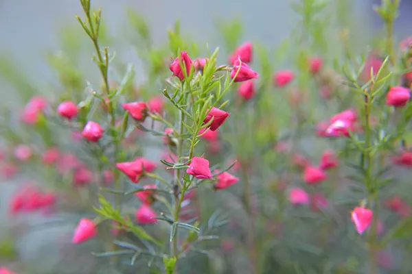 Boronias: Care Guide for Healthy Plants | Seasol | boronia