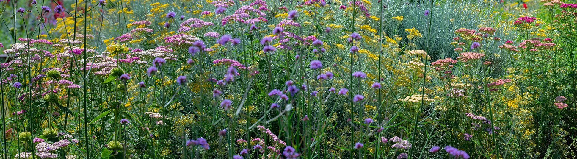 Colourful wildflower garden promoting biodiversity and enhancing garden aesthetics with vibrant blooms