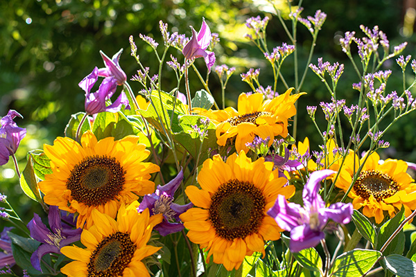 How to grow and look after sunflowers for stunning summer flowers including soil, planting, and feeding