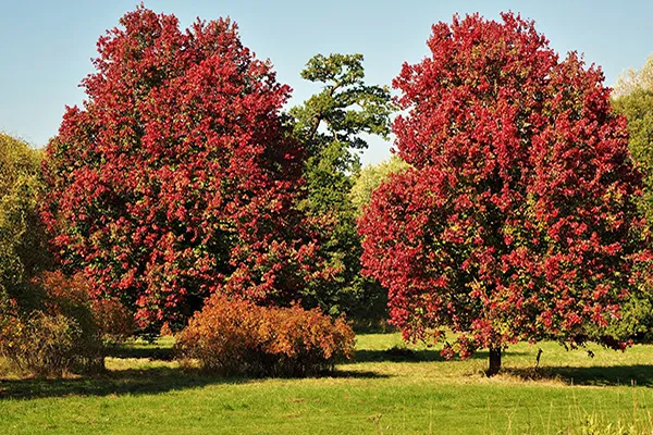 How to select the right shade tree for your green space from tall trees for larger garden to smaller trees pots on balconies. Our guide will give you all the tips to select the right shade tree