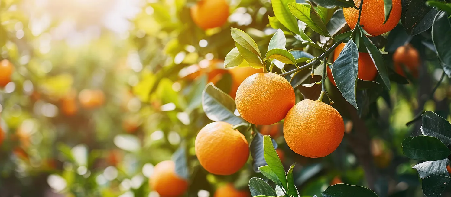 Oranges hanging on tree branches, promoting healthy fruit growth in a vibrant garden setting