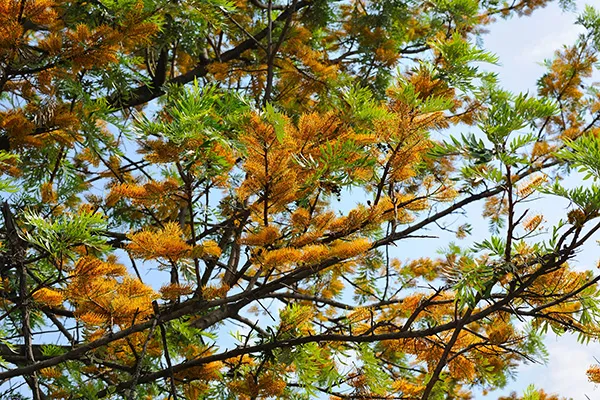 How to select the right shade tree for your green space from tall trees for larger garden to smaller trees pots on balconies. Our guide will give you all the tips to select the right shade tree