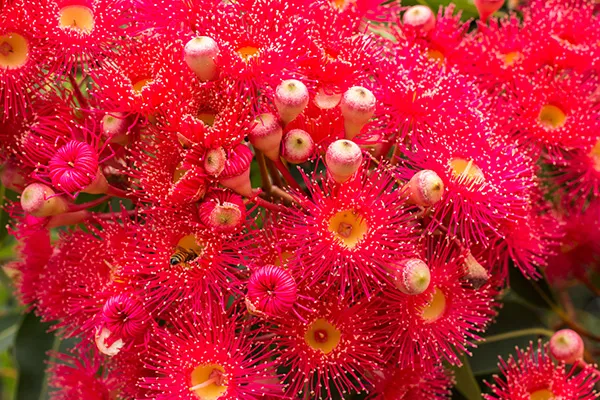 How to select the right shade tree for your green space from tall trees for larger garden to smaller trees pots on balconies. Our guide will give you all the tips to select the right shade tree