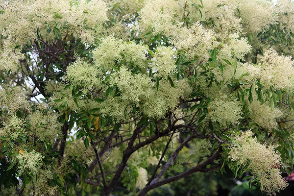 How to select the right shade tree for your green space from tall trees for larger garden to smaller trees pots on balconies. Our guide will give you all the tips to select the right shade tree