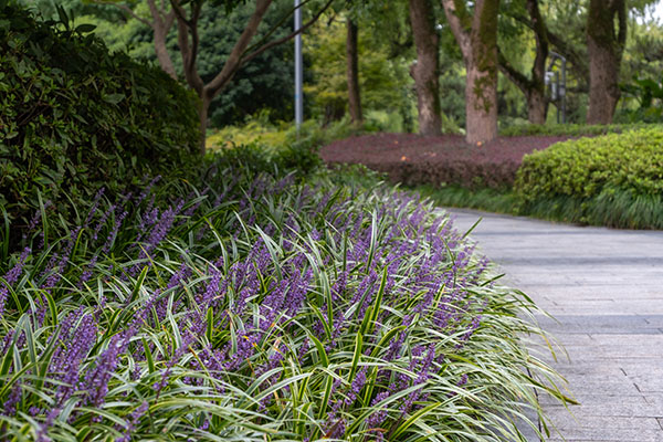 A vibrant border of purple and green Liriope plants lines a pave How to grow and look after Liriope for stunning foliage and beautiful summer to autumn flowers including soil, planting, and feeding