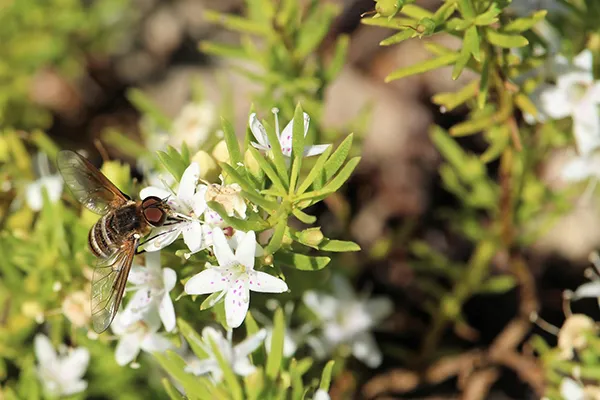 Banded Bee Fly (Villini) sipping nectar from Creeping Boobialla, Bee pollinating small white flowers of Myoporum