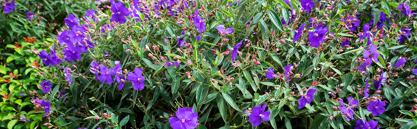 Vibrant Tibouchina flowers enhancing garden aesthetics and promoting biodiversity in outdoor spaces