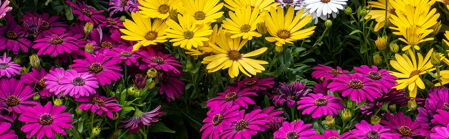 Vibrant Osteospermum flowers in shades of pink, yellow, and white promoting garden colour and health