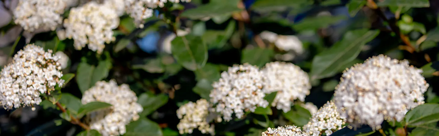 How to grow and look after Viburnum for a beautiful hedge or feature shrub with stunning green foliage and beautiful white flower in spring including soil, planting, and feeding