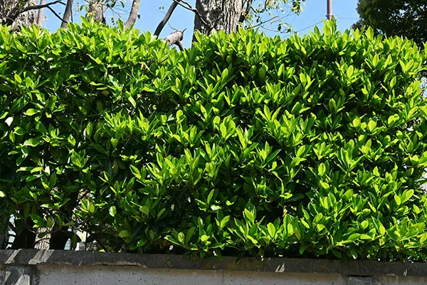 How to grow and look after Viburnum for a beautiful hedge or feature shrub with stunning green foliage and beautiful white flower in spring including soil, planting, and feeding