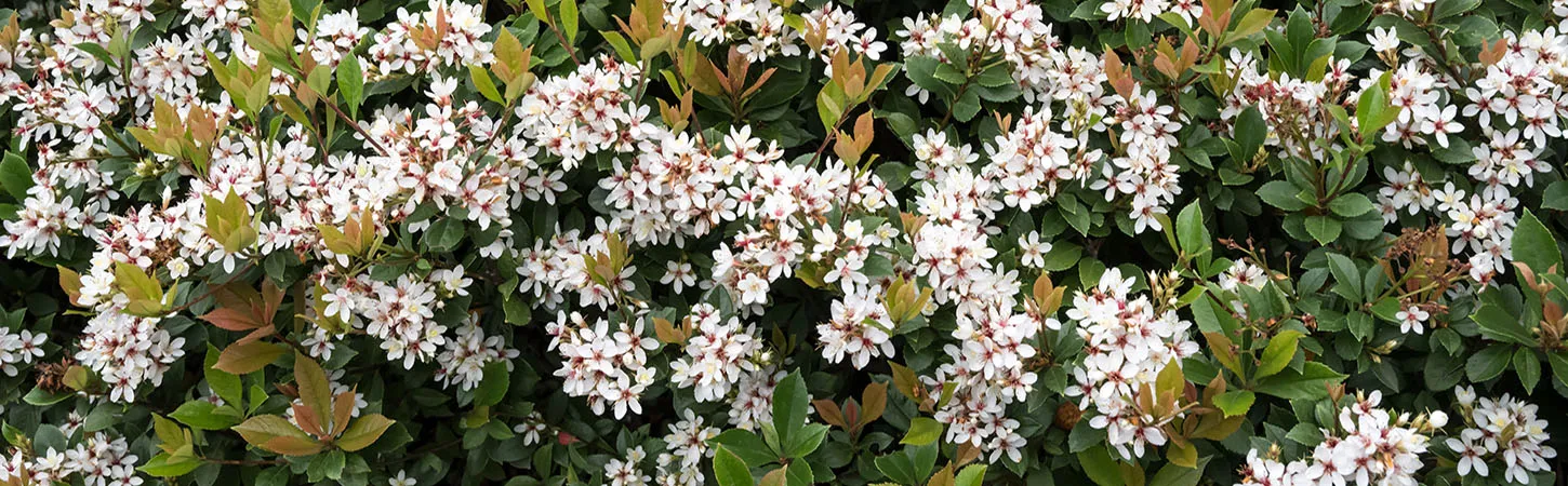 How to grow and look after Indian Hawthorn or rhaphiolepis indica for a beautiful hedge or feature shrub with stunning green foliage and beautiful white flower in spring including soil, planting, and feeding