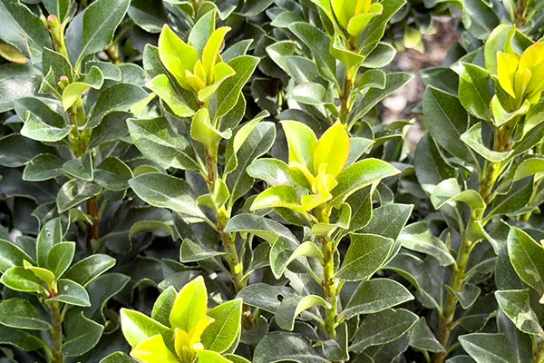 A view of leaves from the Indian hawthorn plant. How to grow and look after Indian Hawthorn or rhaphiolepis indica for a beautiful hedge or feature shrub with stunning green foliage and beautiful white flower in spring including soil, planting, and feeding