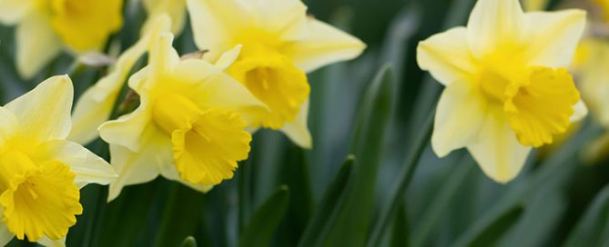 Daffodils blooming in a garden promoting vibrant colour and seasonal beauty for gardeners