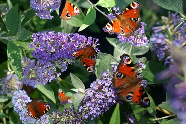 Peacock butterflies feeding on purple Buddleia flowers, promoting biodiversity in the garden