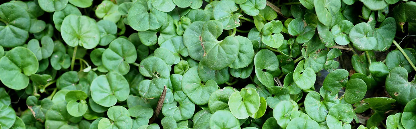 How to grow and look after dichondra with beautiful silver or green foliage including soil, planting, and feeding