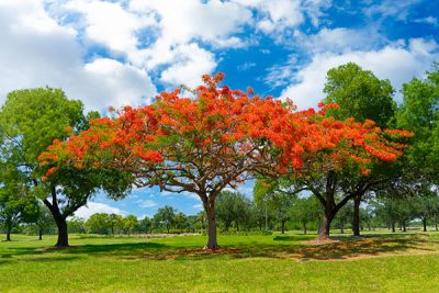 How to Grow Illawarra Flame Tree | Seasol