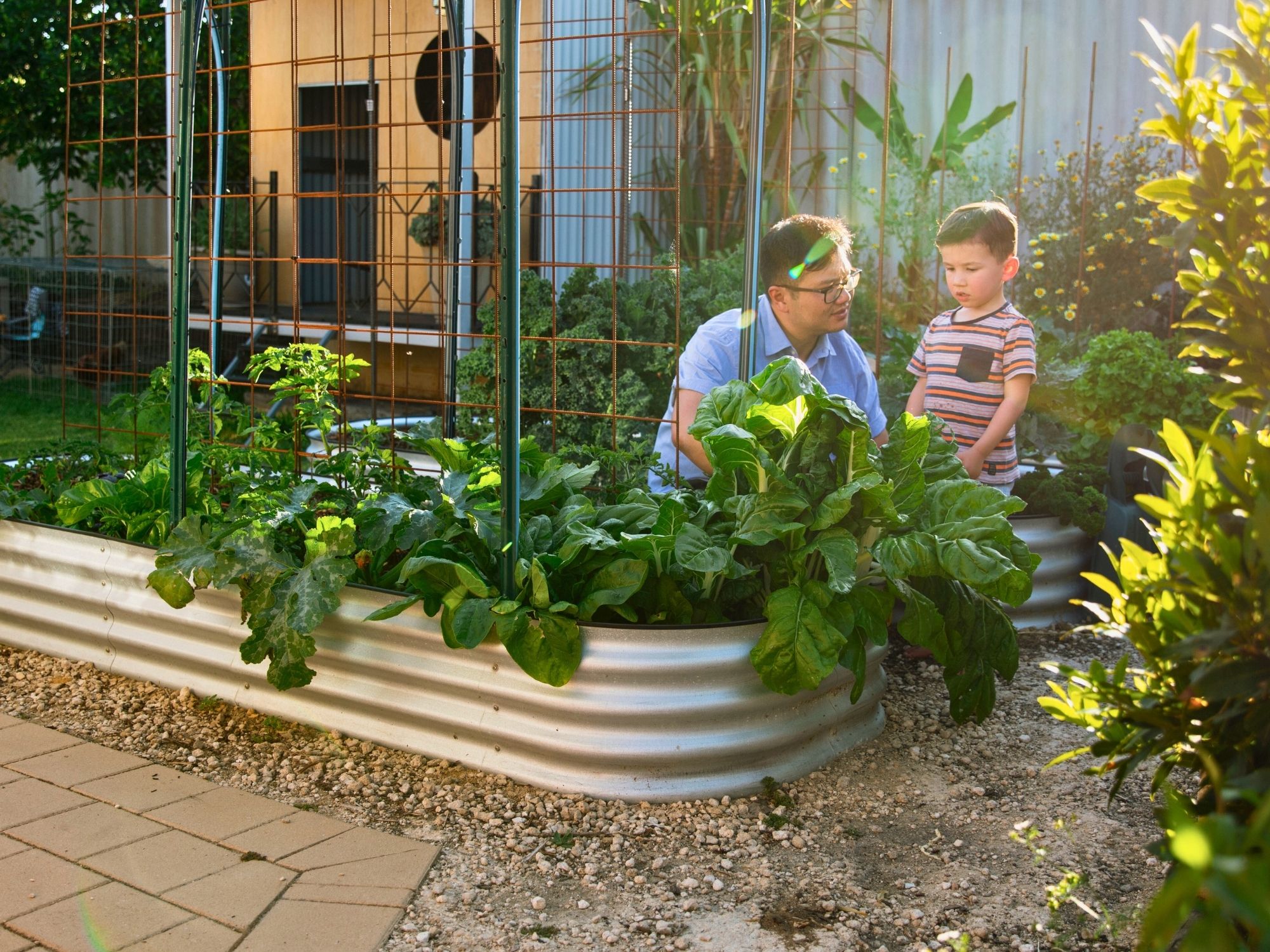 Veggie Patch Care in Late Summer A backyard vegetable garden with leafy greens growing in a raised metal garden bed.