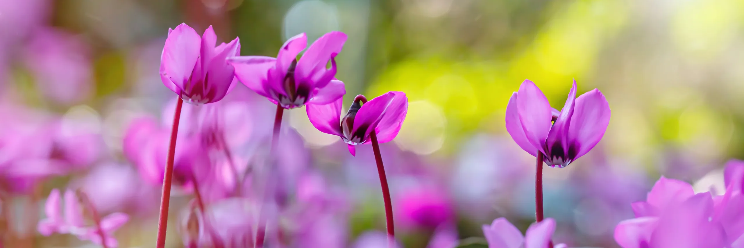 Close-up of pink cyclamen flowers with swept-back petals rising above dark green, heart-shaped leaves, photographed outdoors to reflect the autumn gardening season.