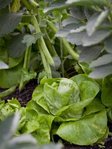 Winter vegetable garden with butter lettuce, broad beans and kale growing in dark soil