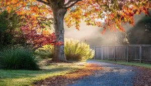 Autumn garden with golden deciduous trees and fallen leaves on a garden path