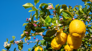 Ripe yellow lemons and pink-budded white blossom on a lemon tree branch against a clear blue sky, with water droplets on the leaves.