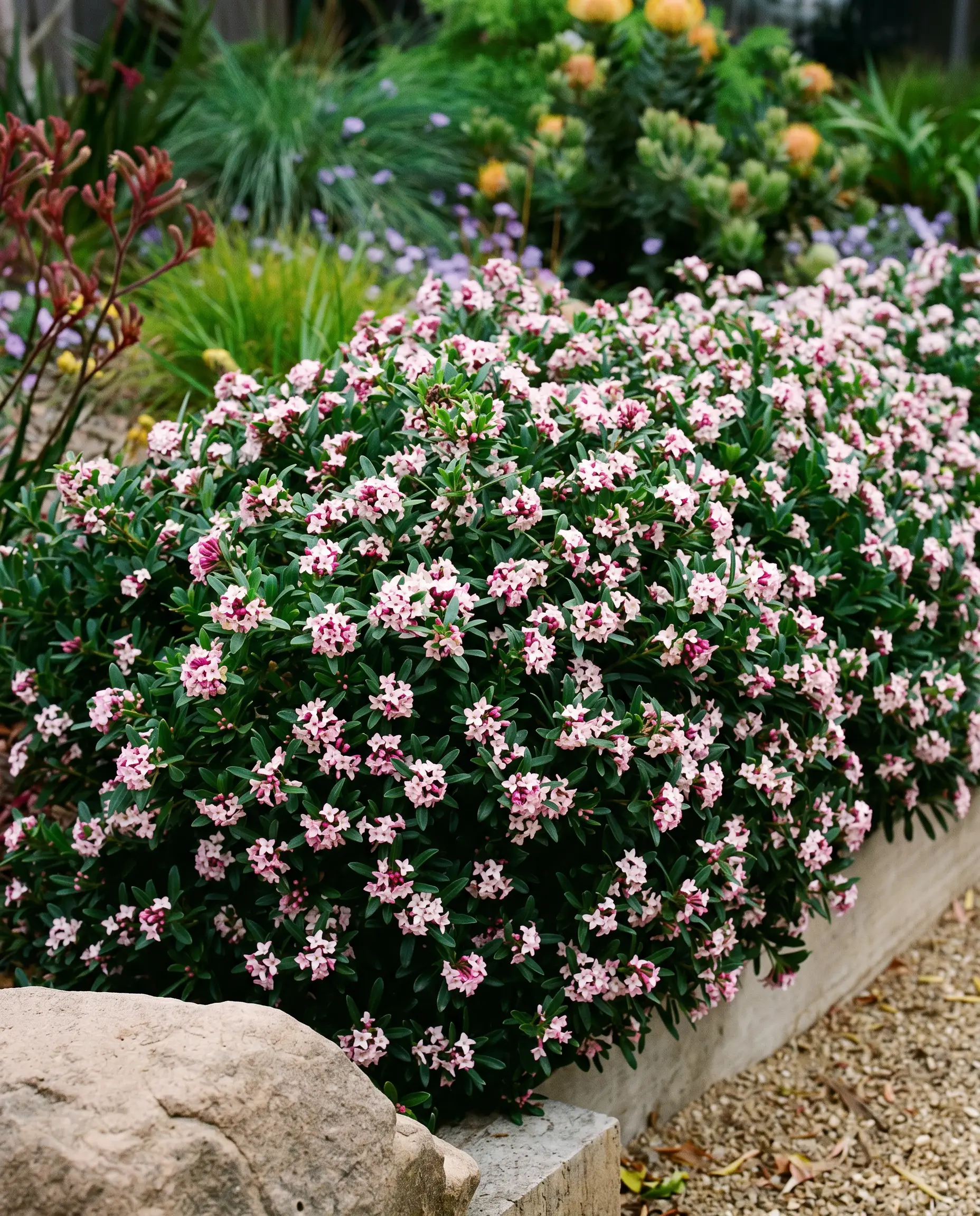 Daphne A dense mounding Daphne odora 'Perfume Princess' shrub in full winter flower, covered in tight clusters of pale pink blooms with deep pink buds, set against a raised garden bed with gravel path and stone edging.