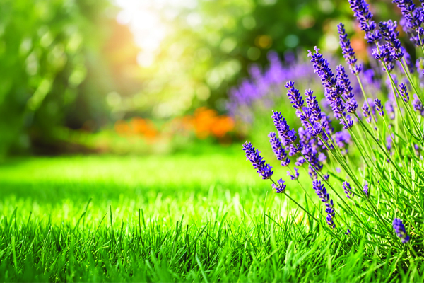 Your Garden in October_mailchimp